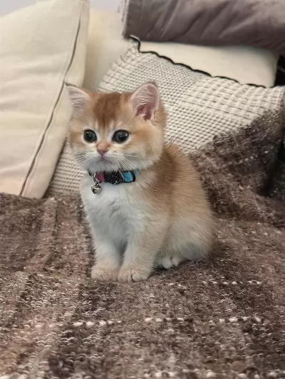 British Shorthair Golden 2 Aylik Yavru