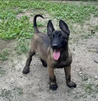 Ruhsatlı Köpek Çifliğinden Belçika Kurdu Yavrular