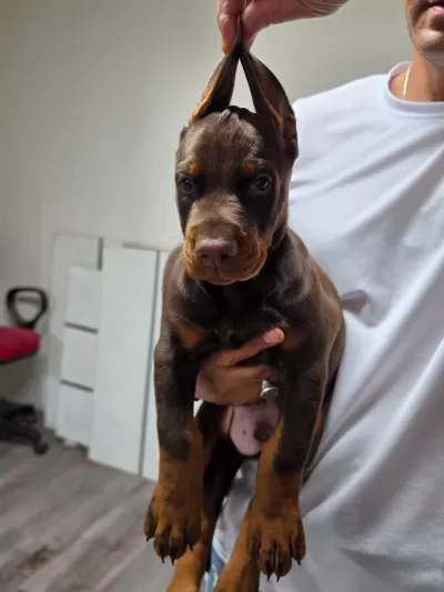 Sağlıklı Doberman Şecereli
