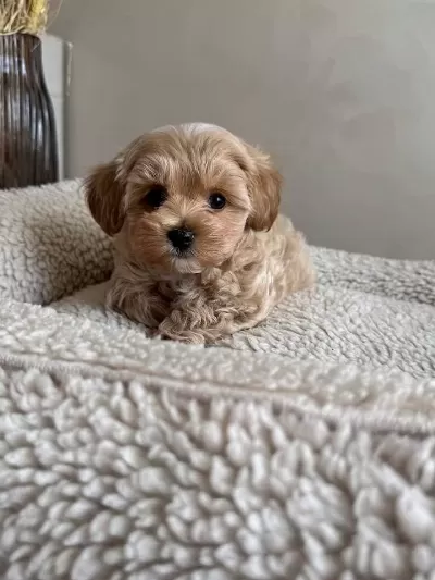 İrk Ve Sağlik Garantili Maltipoo Bebeklerimiz