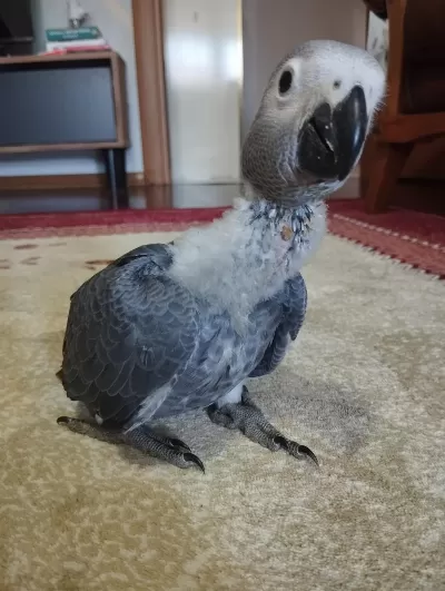 Yavru Jako Papağanı 2 Aylık