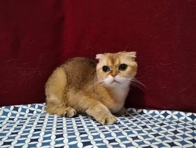 Çok Uysal Ny12 Dişi Kedimiz Sahiplendirilecektir
