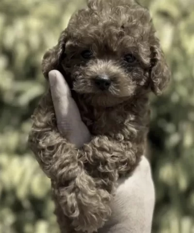 Harika Toy Poodle Yavrusu