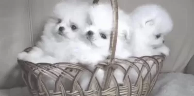 Pomeranian Boo Yavrusu