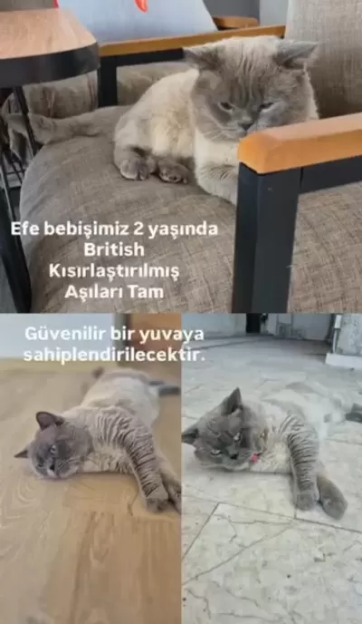 Kedimiz Efe Bey İçin Yuva Arıyoruz