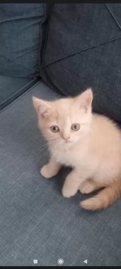 Erkek Uysal Eğitimleri Var British Shorthair