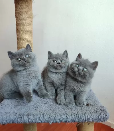 Safkan Anne Babanın British Shorthair Yavruları