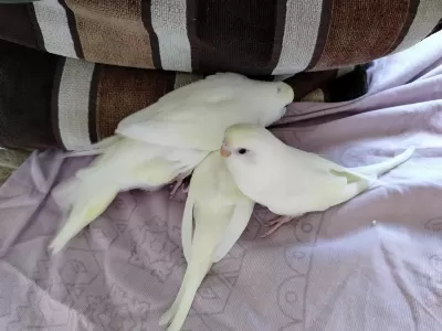 Evde Beslediğim Kuşlarımın Yavruları