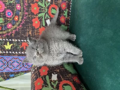 Ayı Kafa Gri Yavru British Shorthair