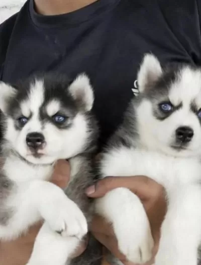 Sibirya Kurdu Köpeği