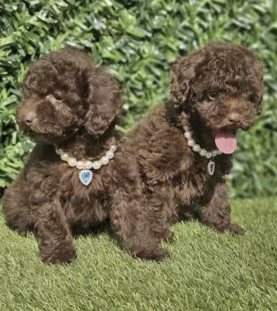 Harika Toy Poodle Köpekler