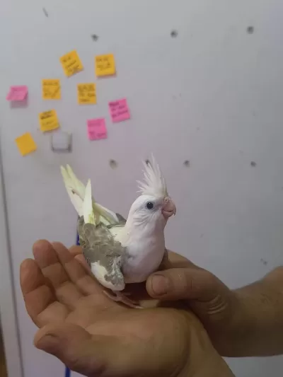 Bebek Sultan Papağanı