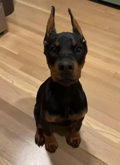 Estetikli 2 Aylık Fırlama Doberman Yavrular