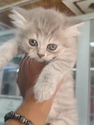 British Longhair Yavrularimiz