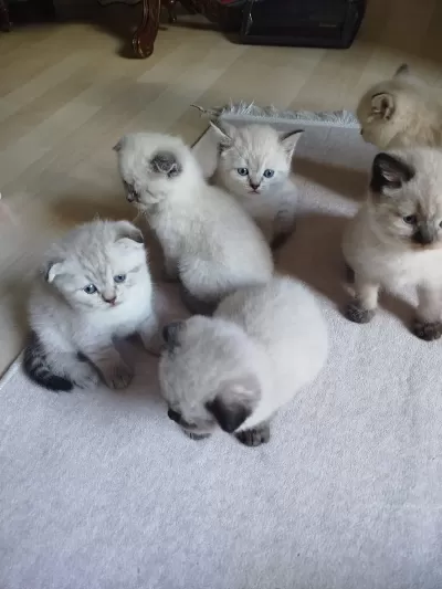 British Blue Point Kızımın Yavrularıdır