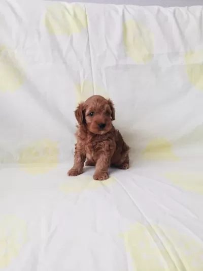Toy Poodle Yavrular Ev Üretimi