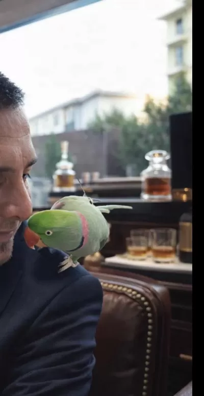 Evcil Erkek İskender Papağanı