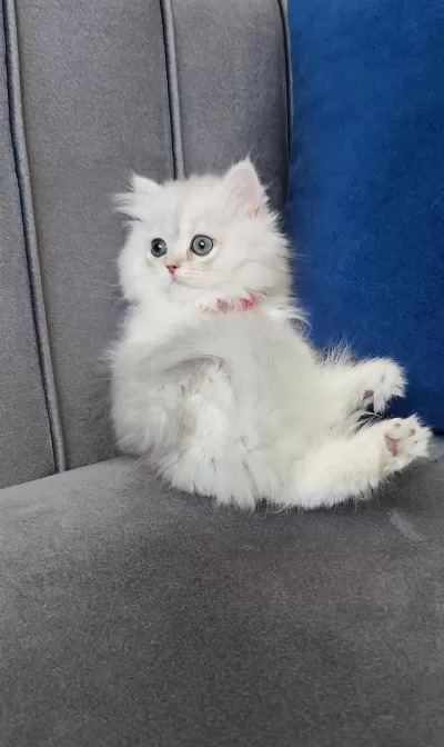 British Longhair Prenses
