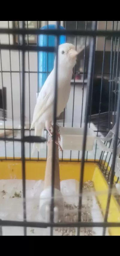 Erkek Scoty Fancy İtalyan Kuşumuz