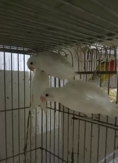 Cennet Papağanı Albino