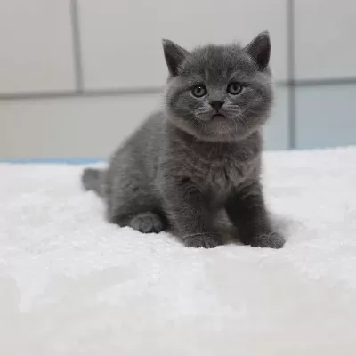 British Shorthair Yavrulari