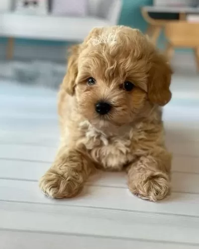 Evinize Neşe Katacak Maltipoo Yavrulari