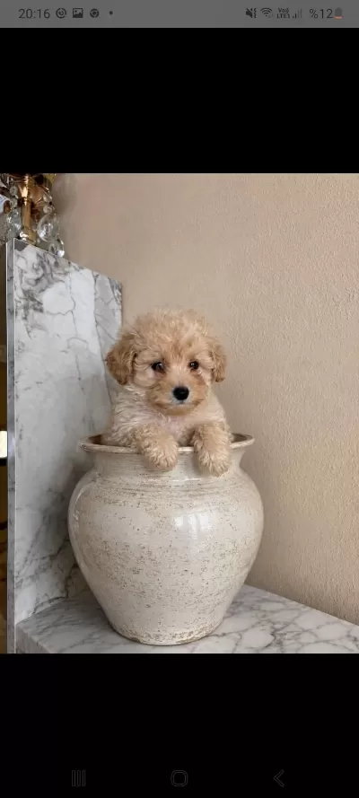 3 Buçuk Aylık Dişi Prenses Poodle