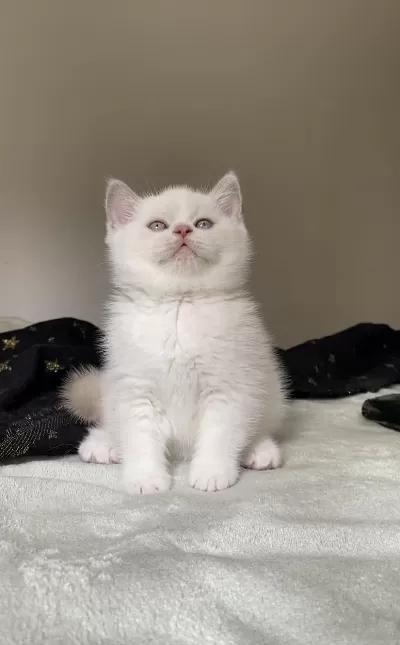Safkan British Shorthair Chocolatte Point Erkek
