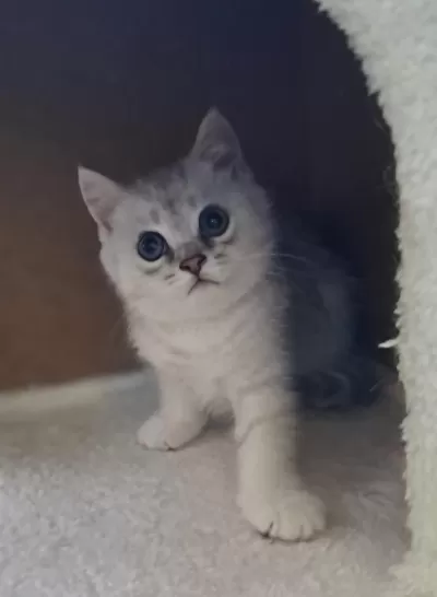 British Shorthair Silver Erkek