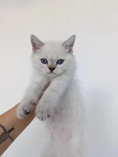 Blue Point Erkek Yavru British Shorthair