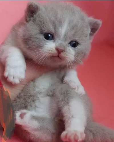 Minnoş Bicolor British Shorthair Bebekler