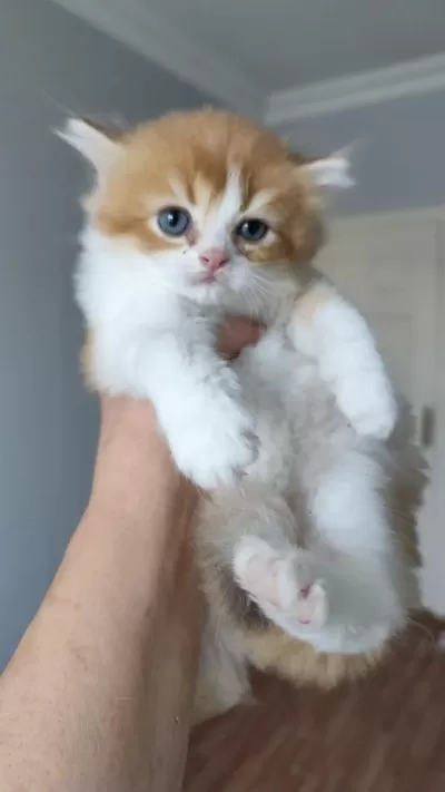 Teslime Hazır Minnoş Kedilerim