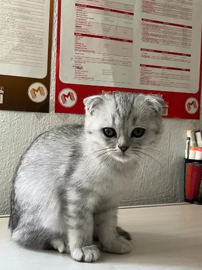 Scottish Fold Teslime Hazır