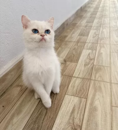 Safkan Deniz Gözlü British Shorthair Dişimiz