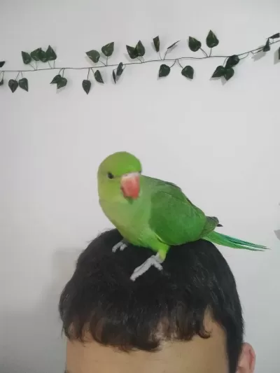 Yavru El Besleme Pakistan Papağanı