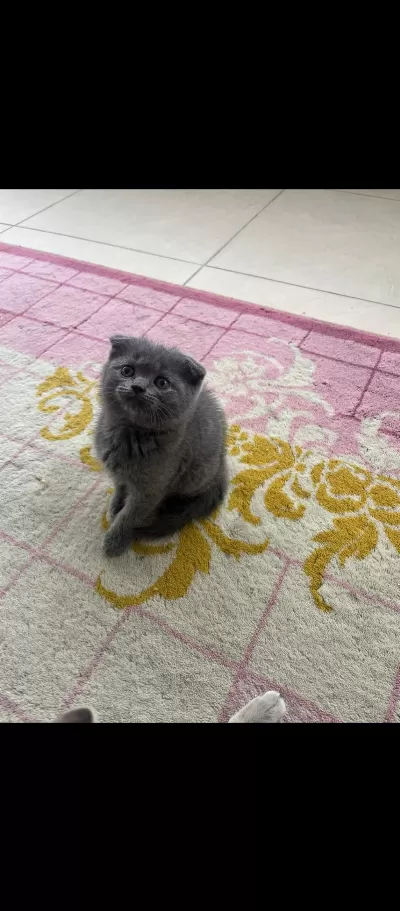 Yeni Yuvalarina Hazir Yaramaz Dişi Kediler