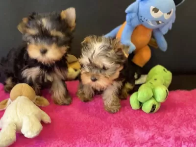 Wc Eğitimli Tea Cup Yorkshire Terrier Yavrularımız