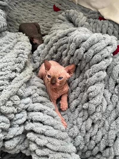 Sfenks (sphynx) Yavru Uyguna Verilecek