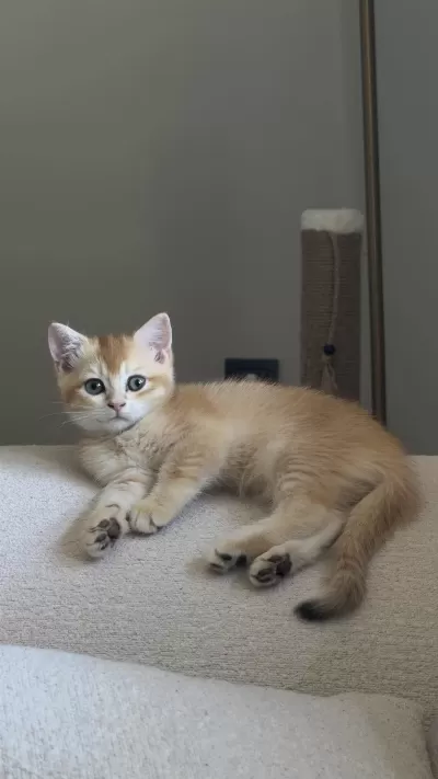 Özel Kürklü Golden British Shorthair Yavru