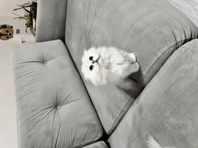 En Tatlı Scottish Fold Bebekler Biziz