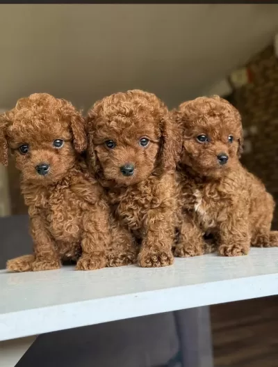 Harika Orjinal Toy Poodle