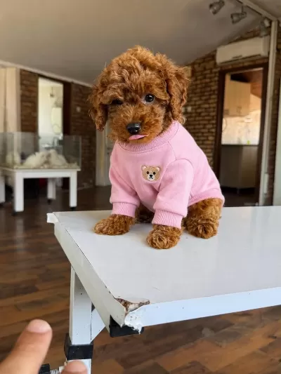 Orjinal Toy Poodle Yavrularımız