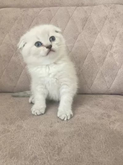 Birbirinden Güzel Scottish Fold Bebeklerim