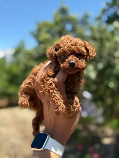 Teacup Korea Poodle Bebekler