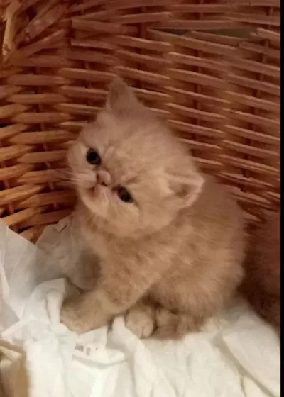 Küçük Garfield Kedimiz Başka Bir Aileye Gitmeye Hazır