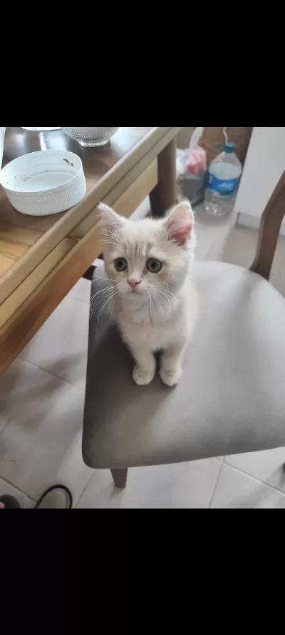 British Shorthair Krem Dişi Yavru