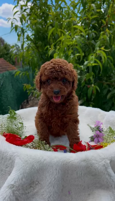 Show Cllas Red Brwon Toy Poodle Yavrular