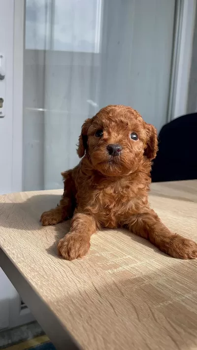 Mikrochipli Hipoalerjenik Red Brown Korekan Poodle