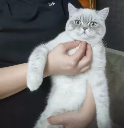İzmir Konak Mavi Gözlü British Shorthair Blue Point