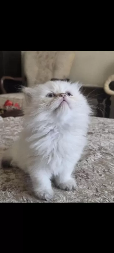 British Shorthair Ve British Longhair Erkek Ve Dişi